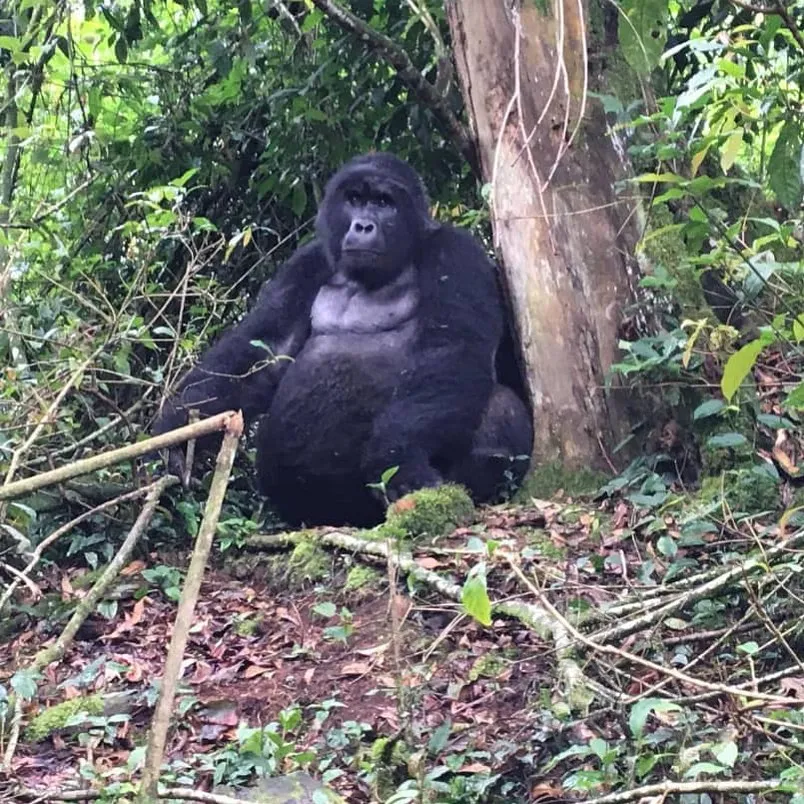 Chimpanzee Safari